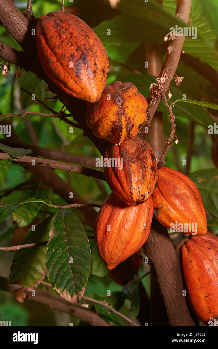 Group of yellow cacao pods hanging on tree. Plantation of cocoa fruits Stock Photo