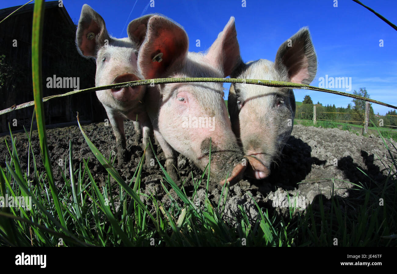 three pigs on the farm Stock Photo