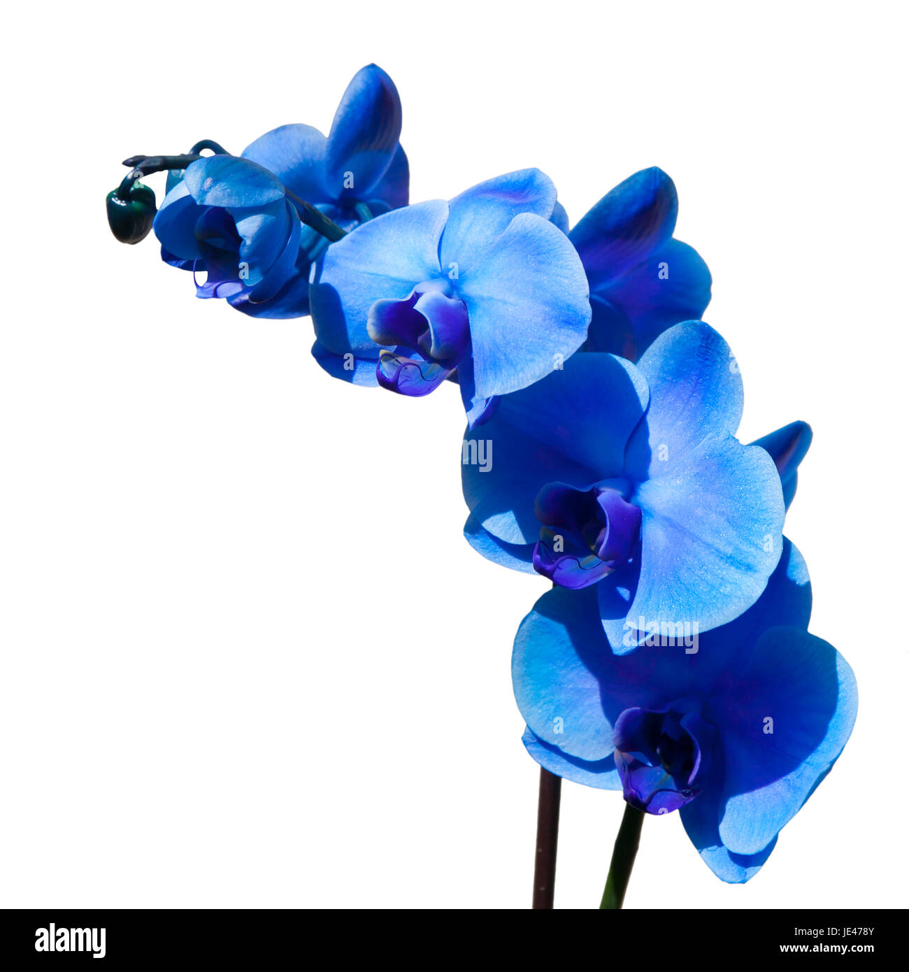 Beautiful blue orchid isolated on white background Stock Photo - Alamy