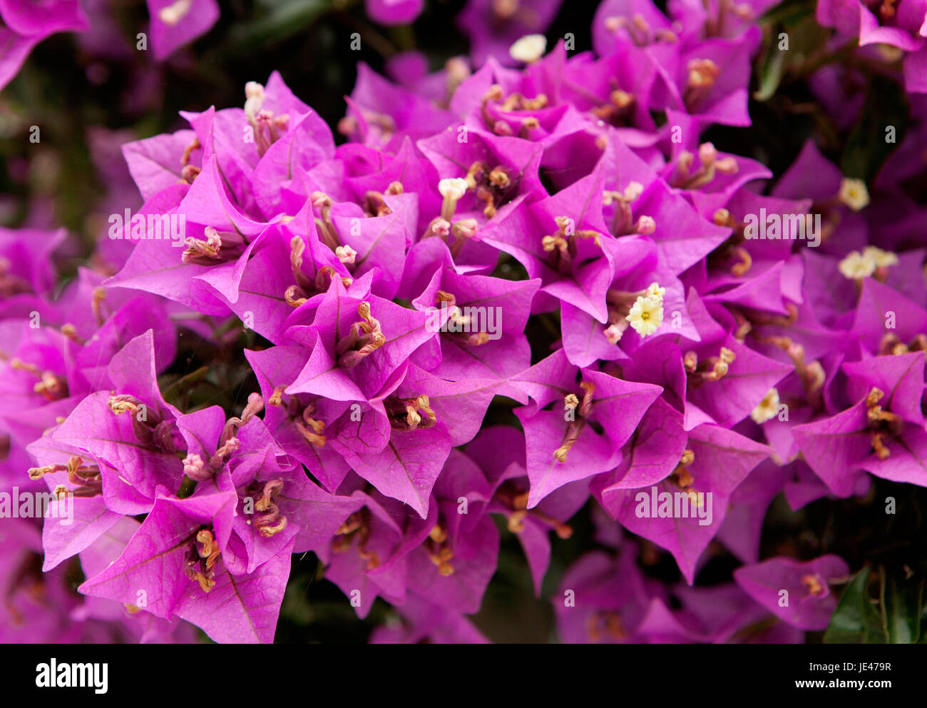 Leafy bougainvillea plant with pink flowers Stock Photo Alamy