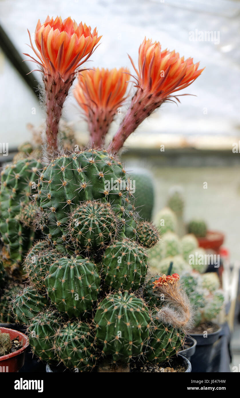 cactus flowers Stock Photo