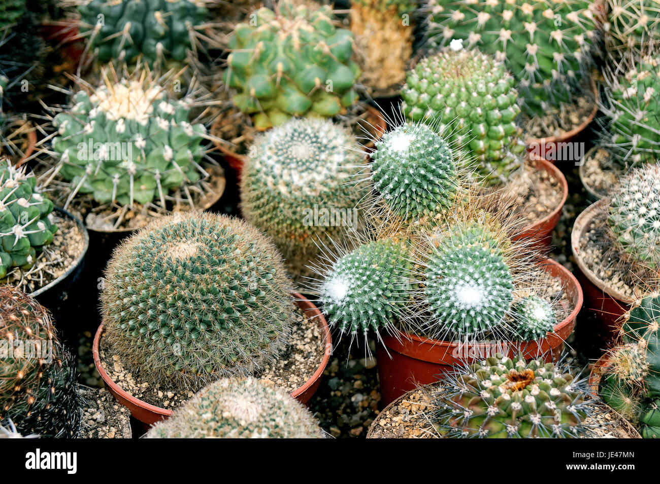 various cactus Stock Photo