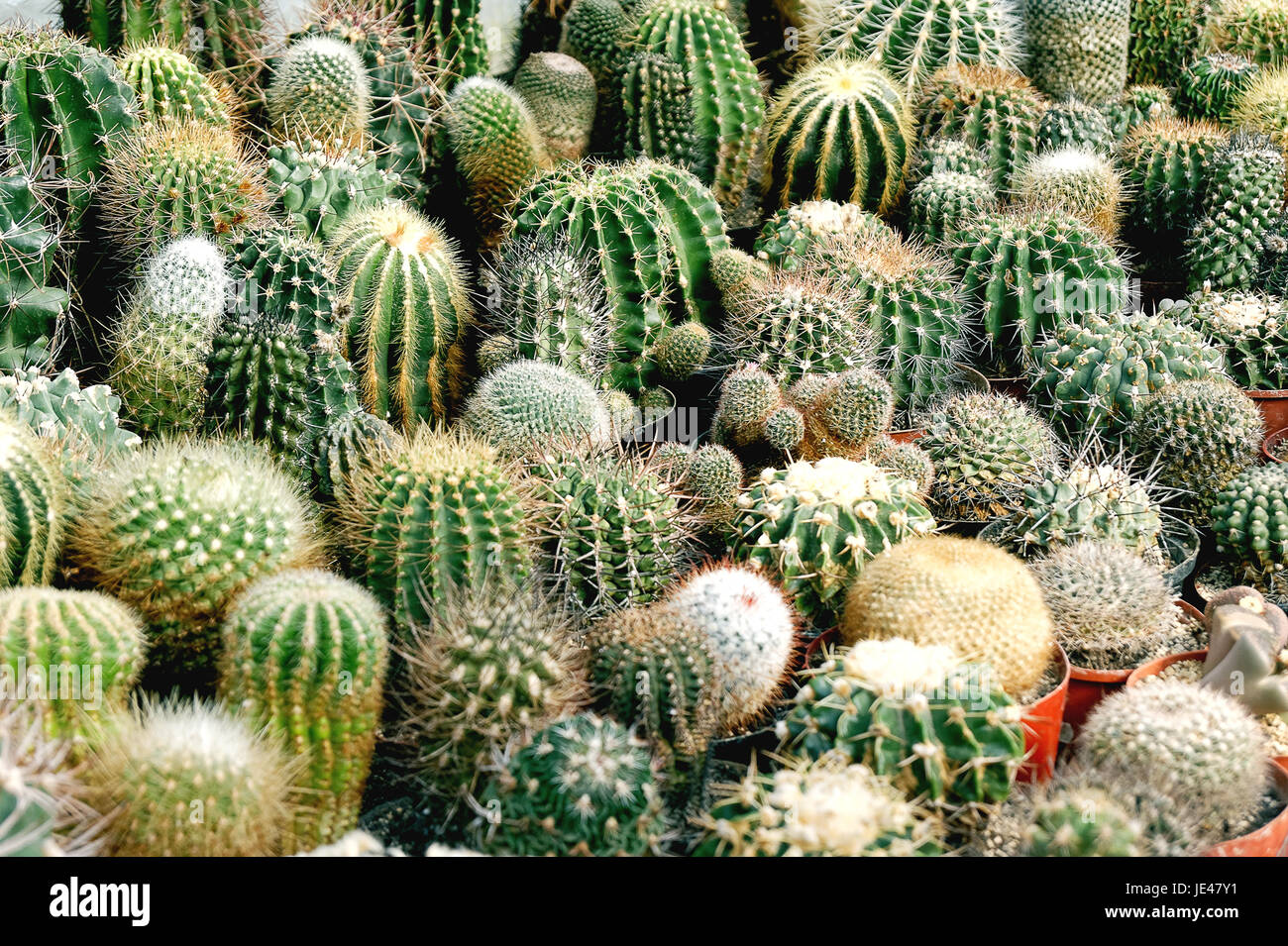 various cacti Stock Photo
