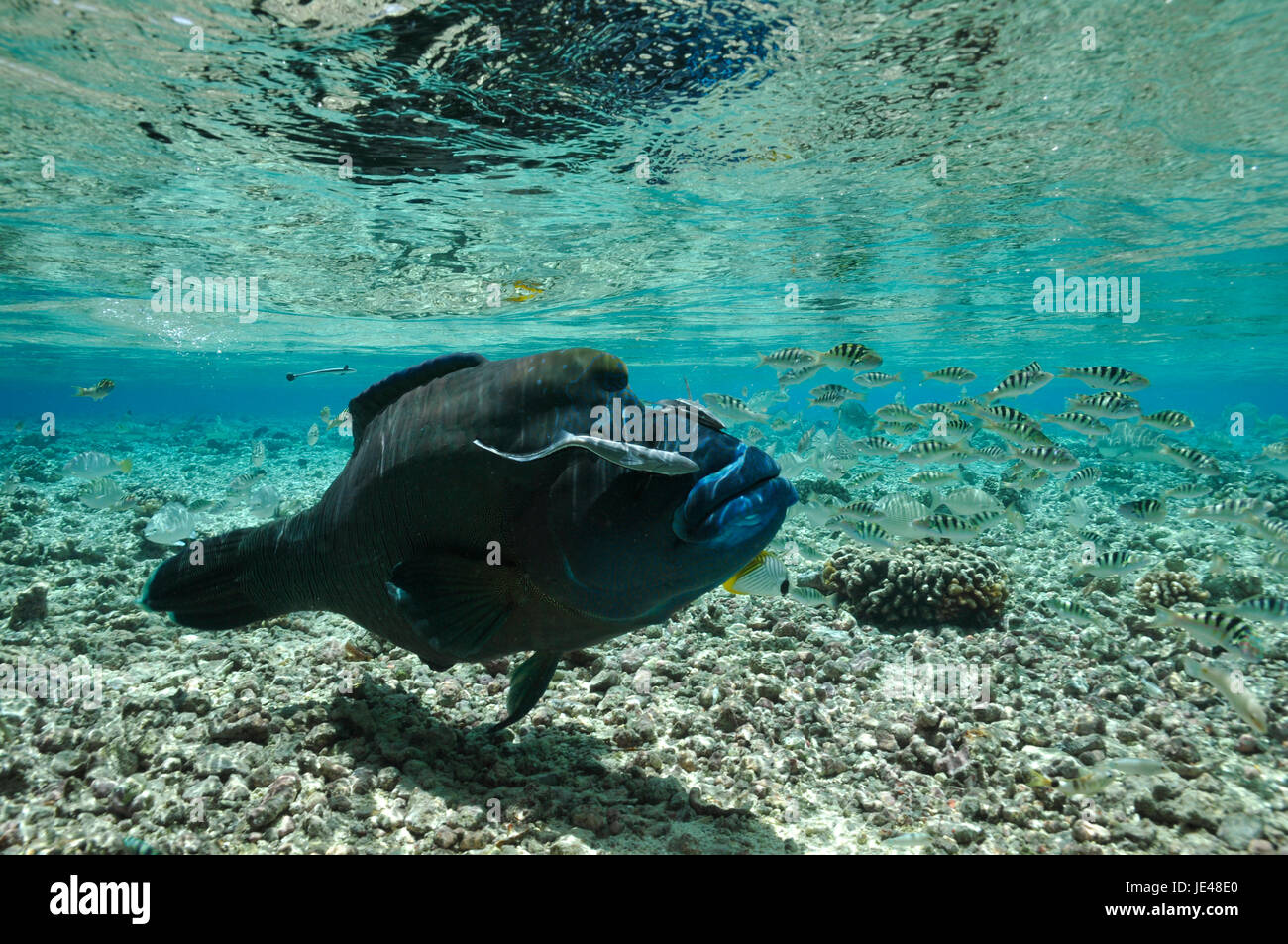 napoleon fish in shallow water Stock Photo