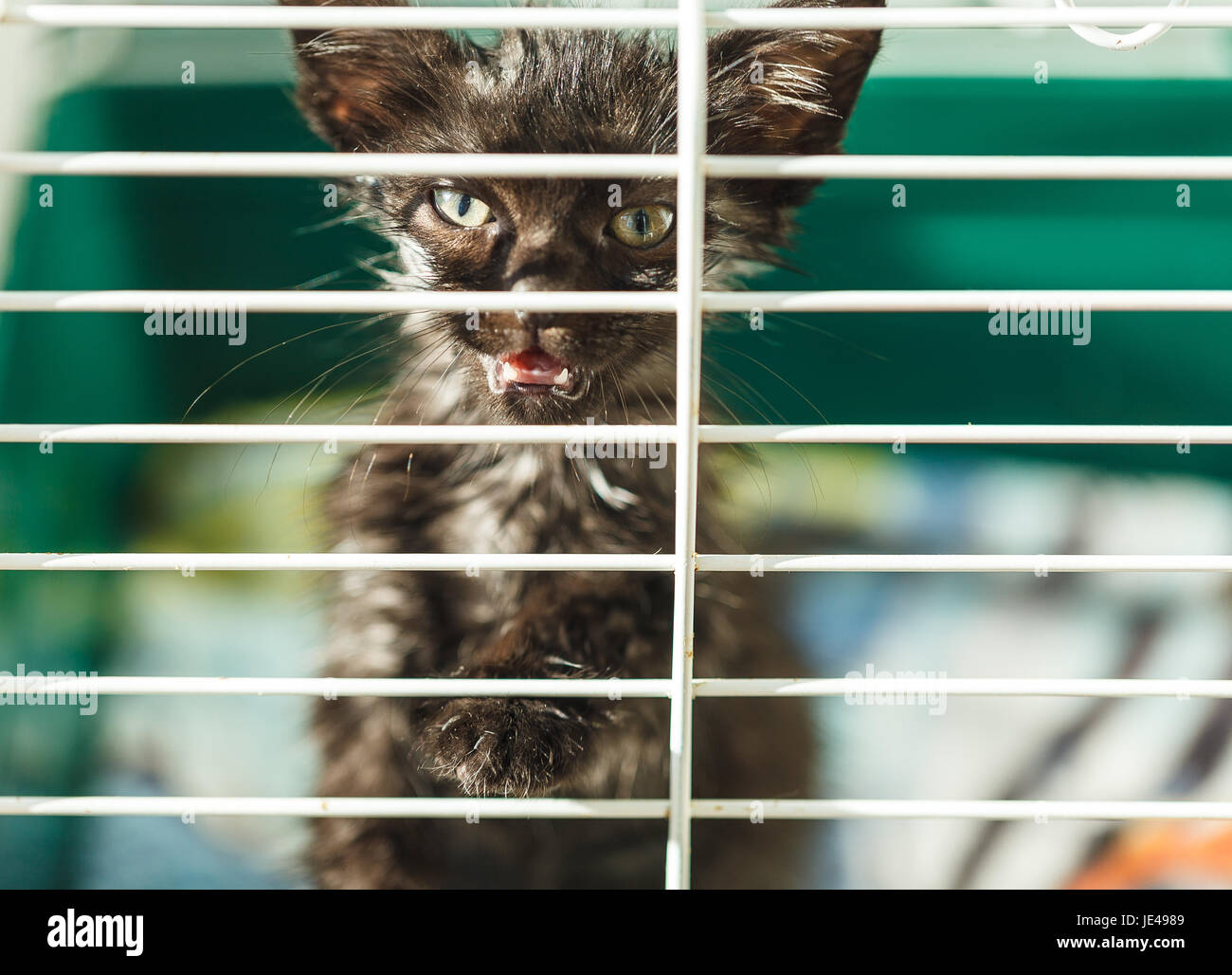 Homeless kitten in a cage in an animal shelter Stock Photo Alamy