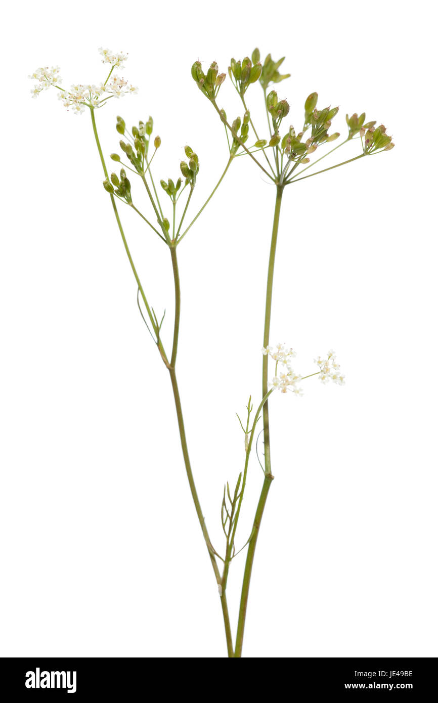fresh plant of unripe cumin on white background Stock Photo
