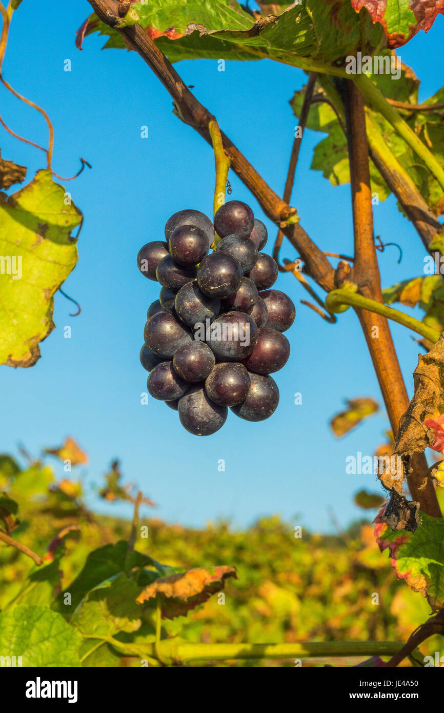 grapes for red wine Stock Photo Alamy