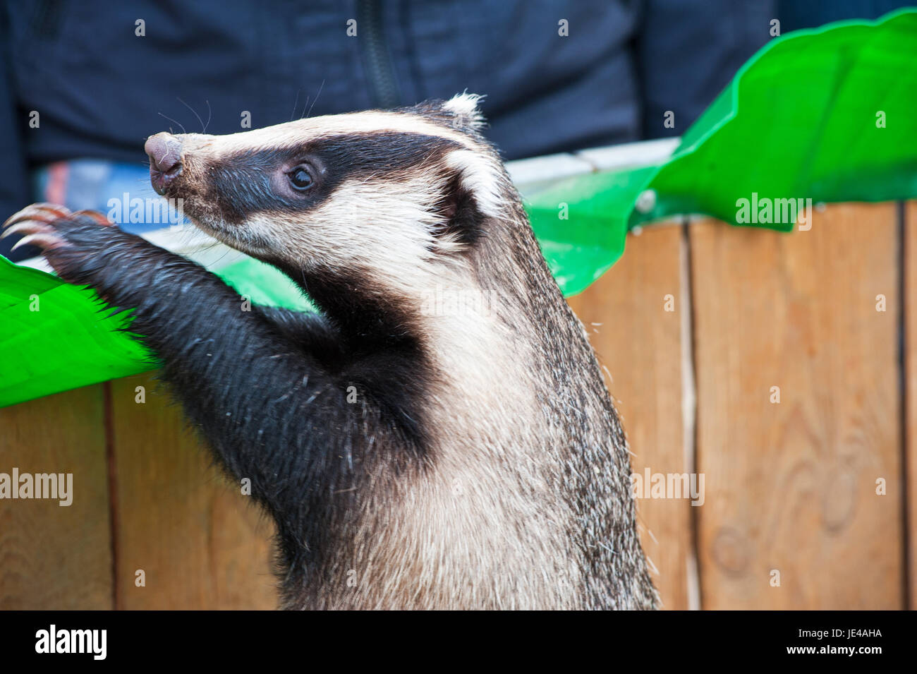 Portrait of young badger animal Stock Photo