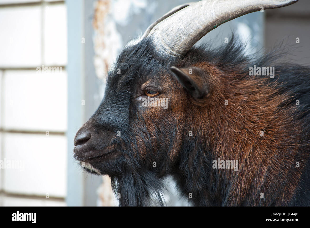 Sheep ram with large horns closeup portrait Stock Photo