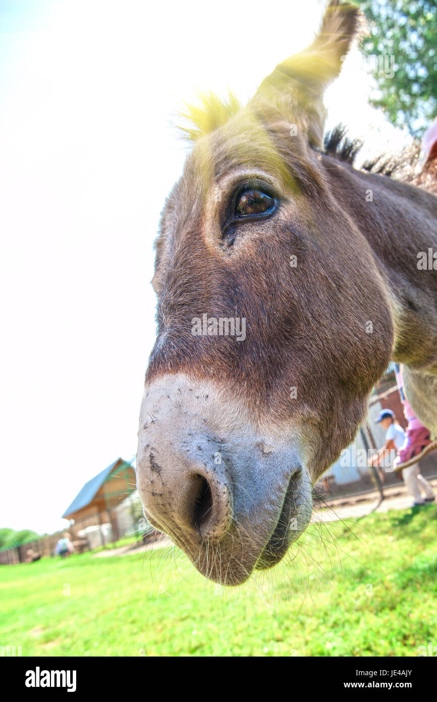 Donkey closeup portrait in sunny day Stock Photo - Alamy