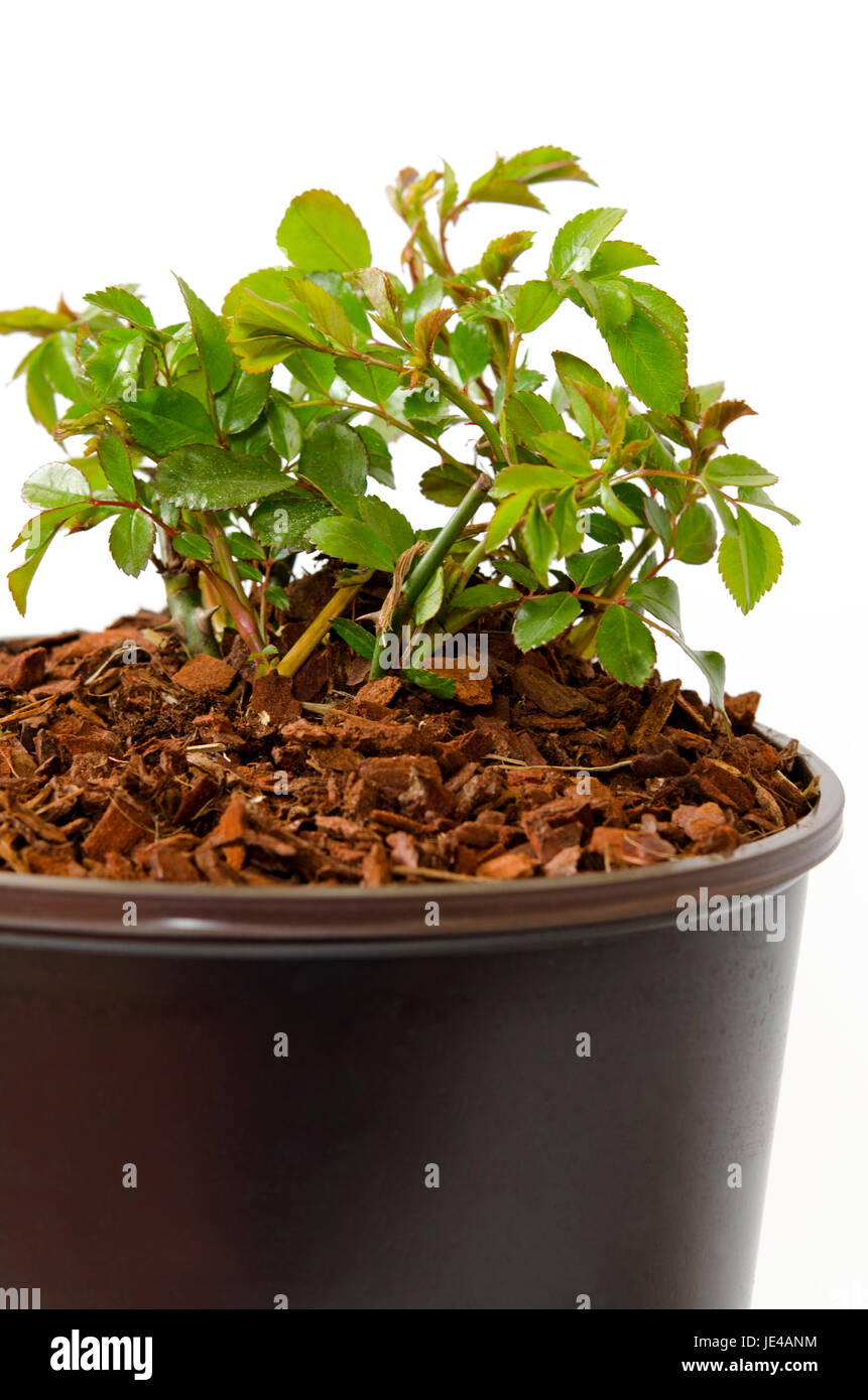 ground cover rose Stock Photo - Alamy