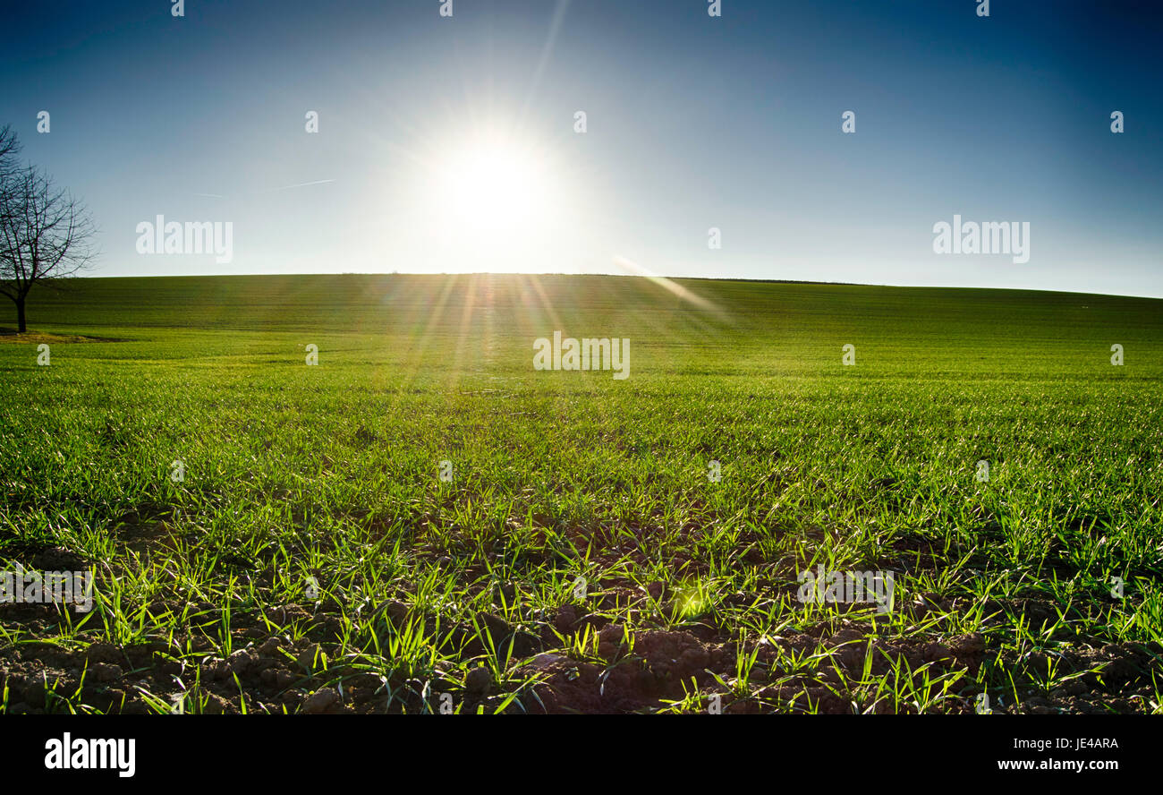 green field in the sun blue sky Stock Photo - Alamy