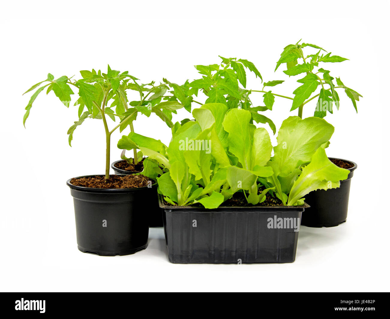 tomato plants and lettuce plants Stock Photo Alamy