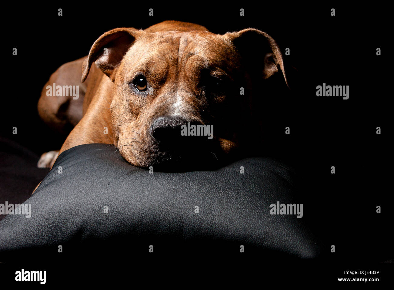 american staffordshire terrier Stock Photo