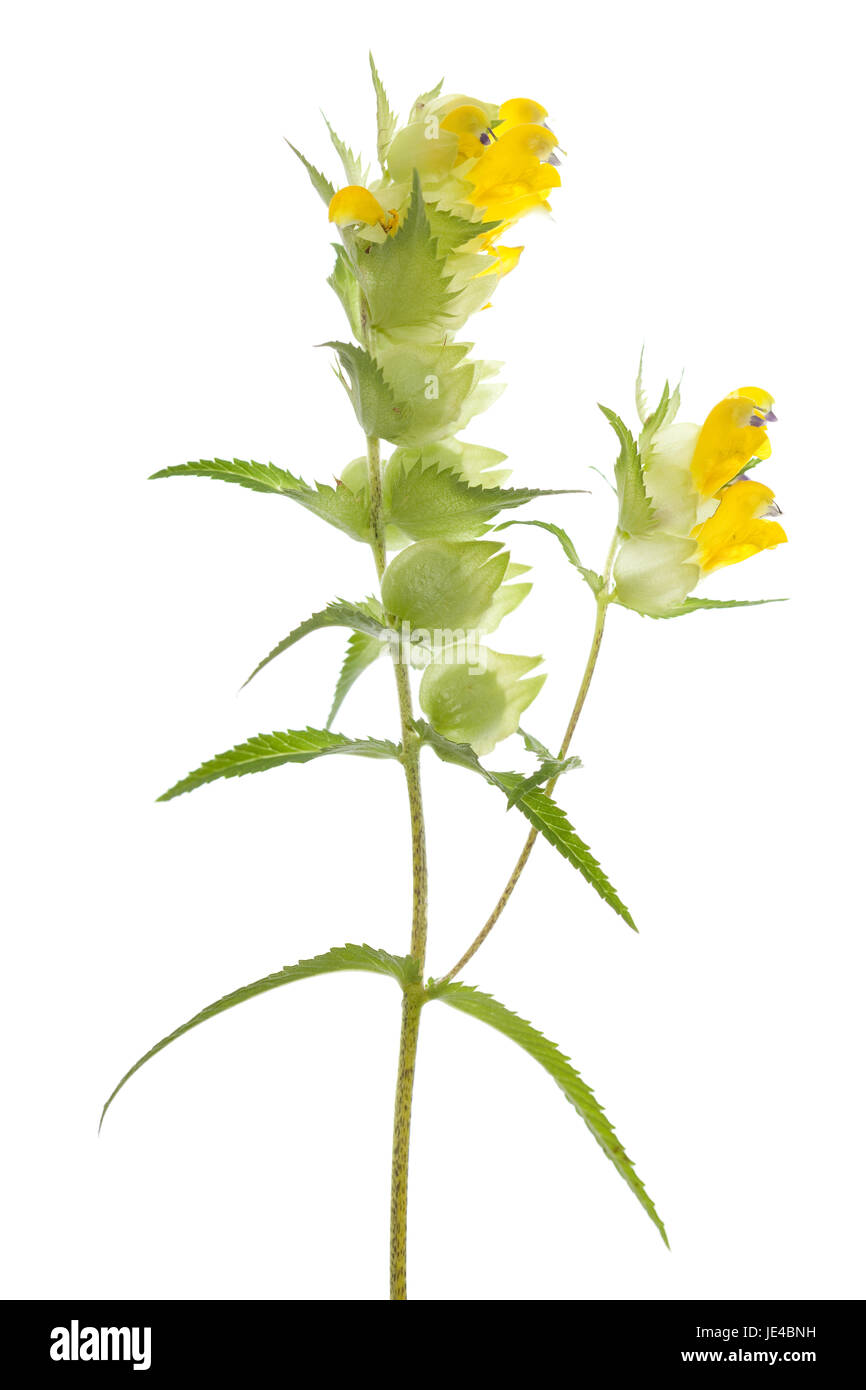single flower (Rhinanthus serotinus) on white background Stock Photo