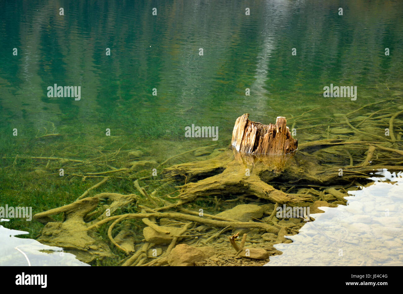 Baumwurzel im See Stock Photo Alamy