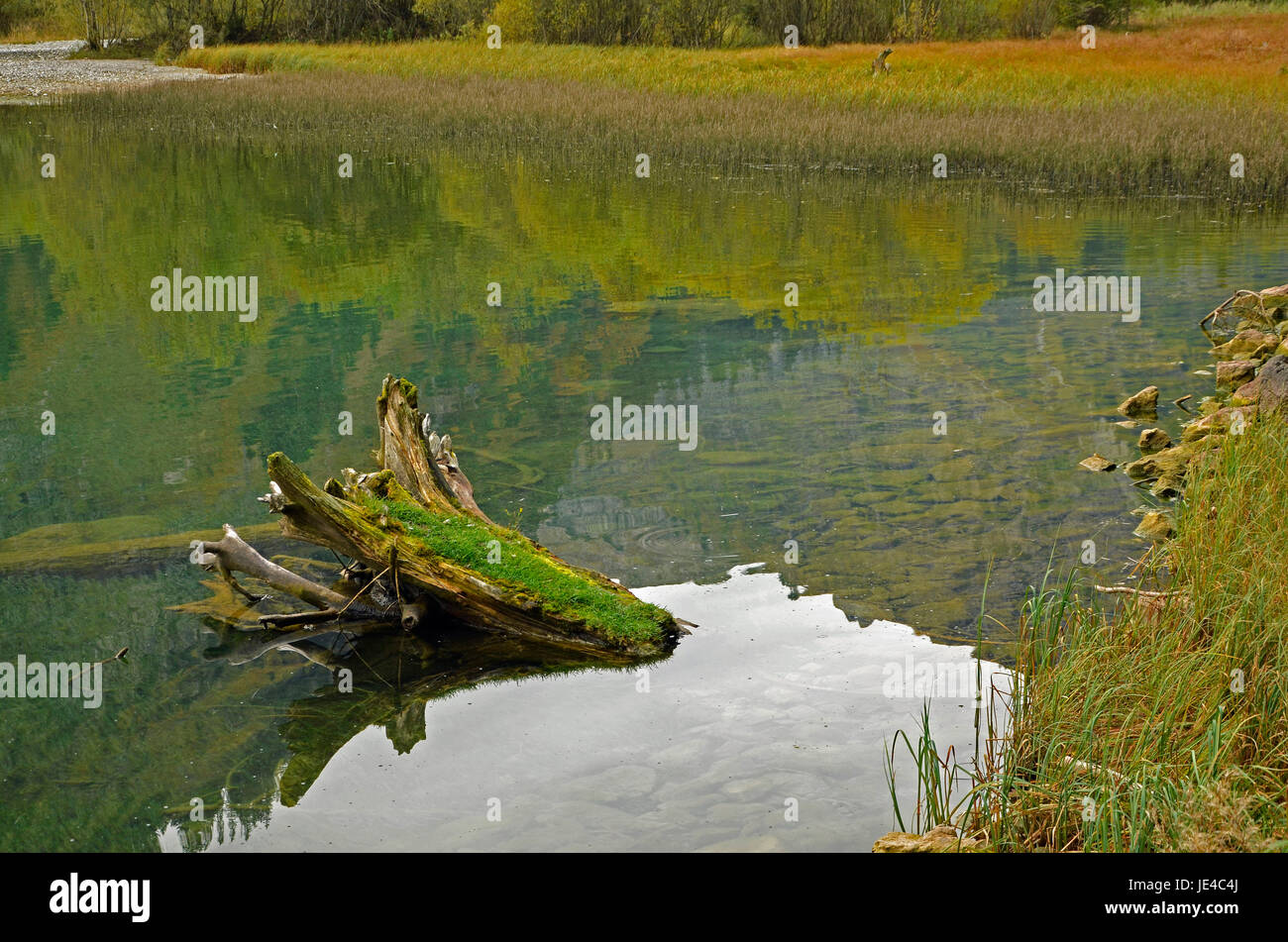 Baumwurzel im See Stock Photo Alamy