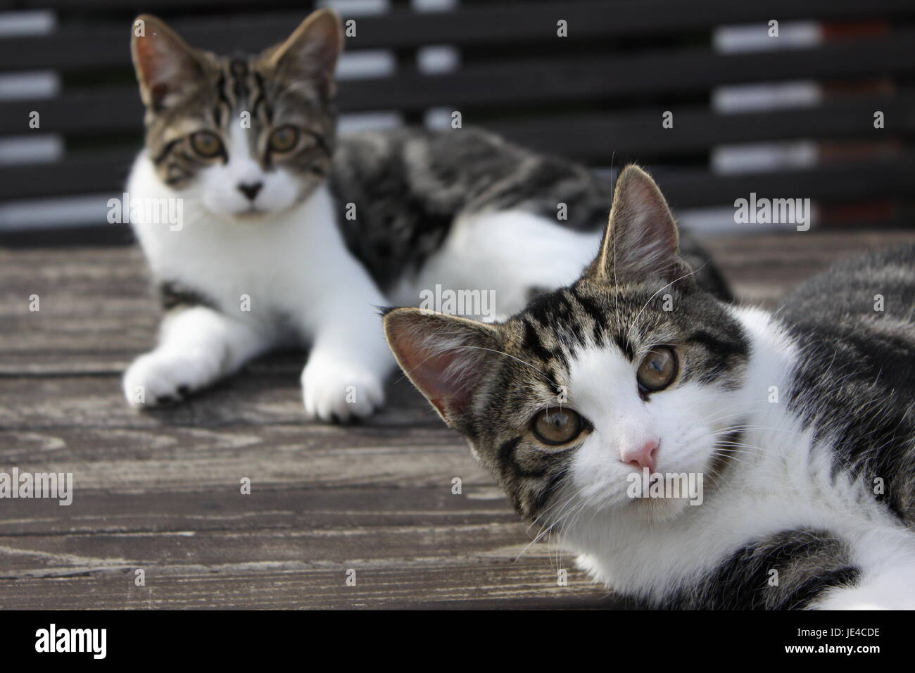 Two very young tabby kittens hi-res stock photography and images - Alamy