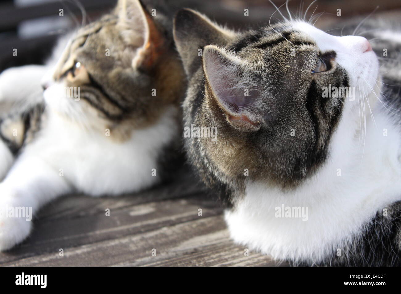 Two very young tabby kittens hi-res stock photography and images - Alamy