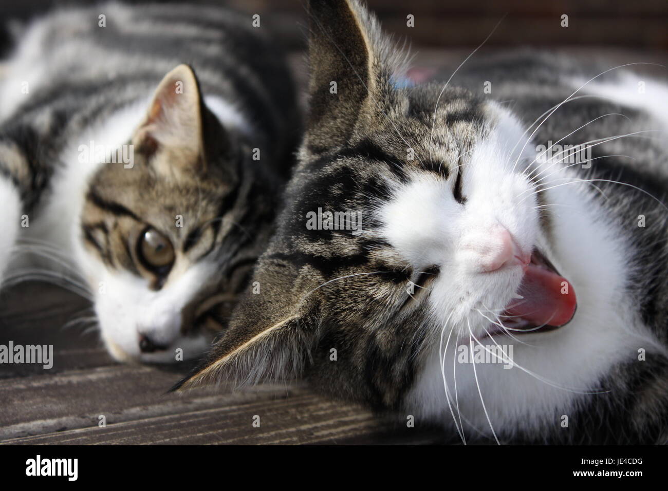 Two very young tabby kittens hi-res stock photography and images - Alamy