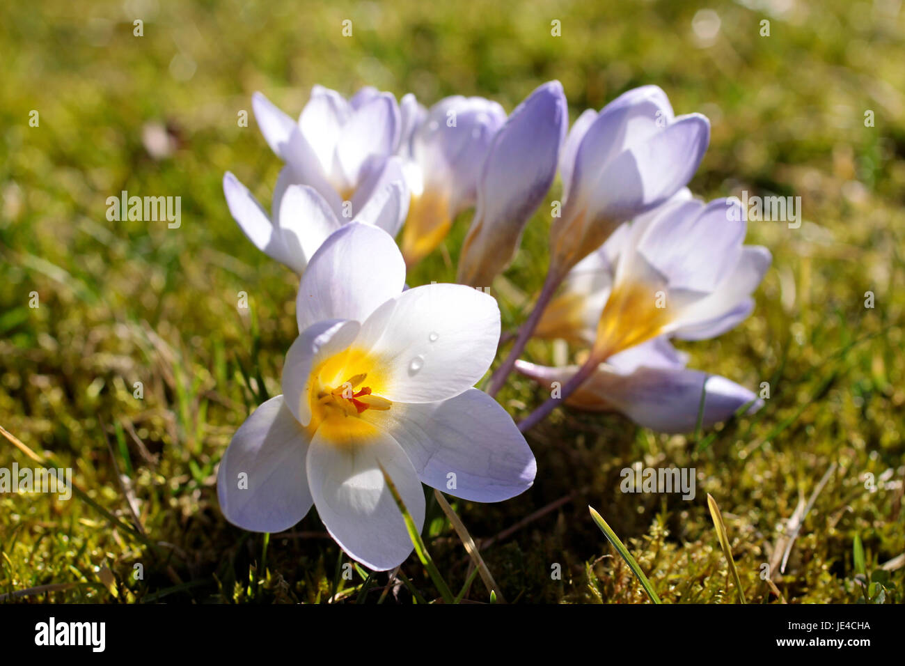 Lila und weiße Krokusblüten auf Frühlingswiese Stock Photo