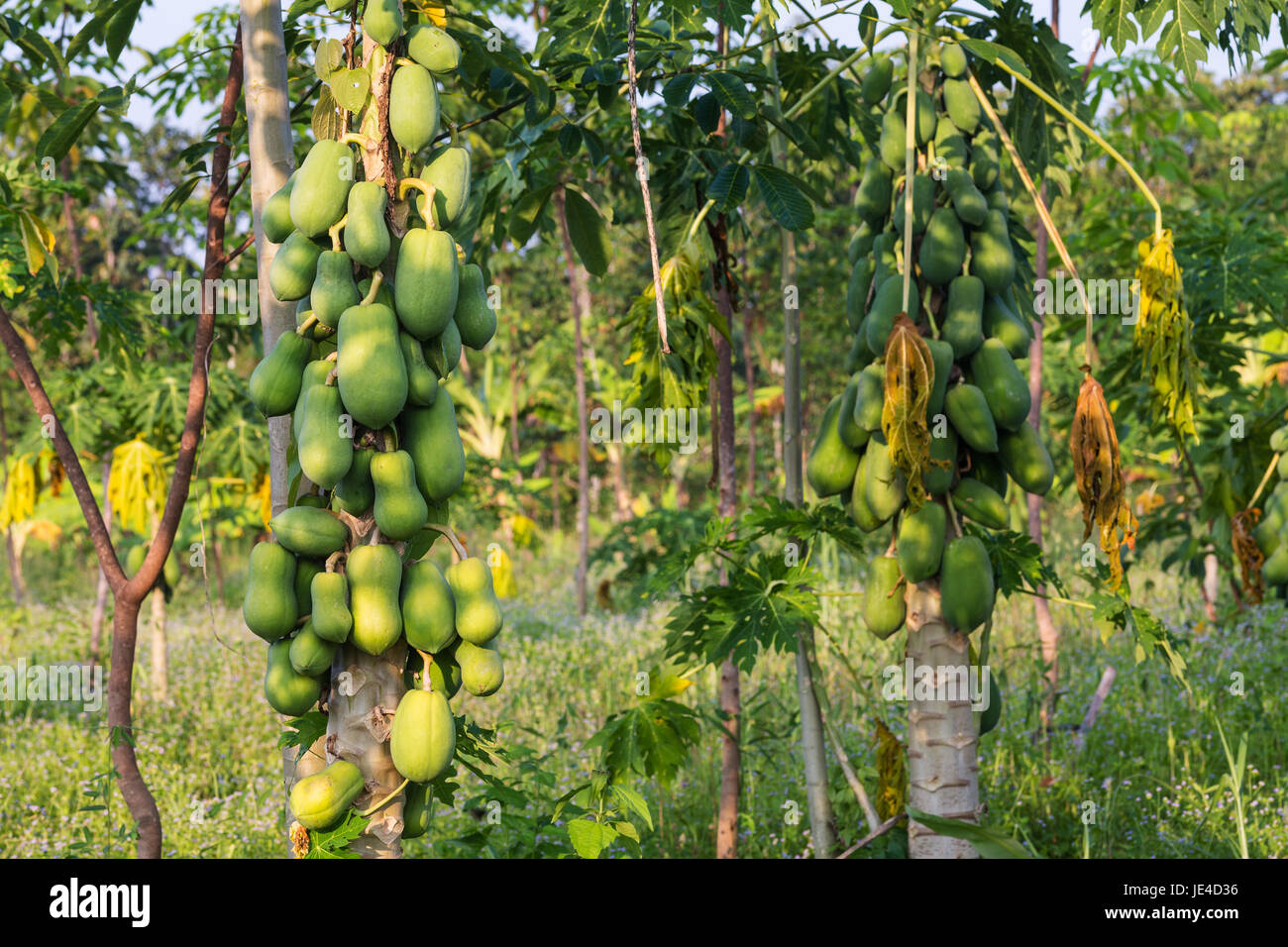 Papaya, Baum mit tropischer Frucht in einer landwirtschaftlichen Farm