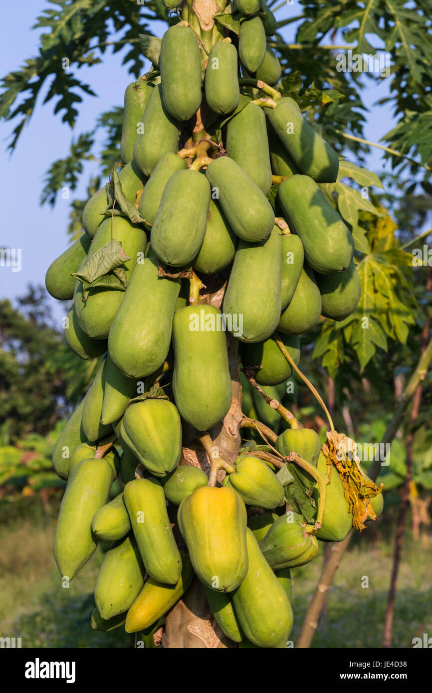 Papaya, Baum mit tropischer Frucht in einer landwirtschaftlichen Farm
