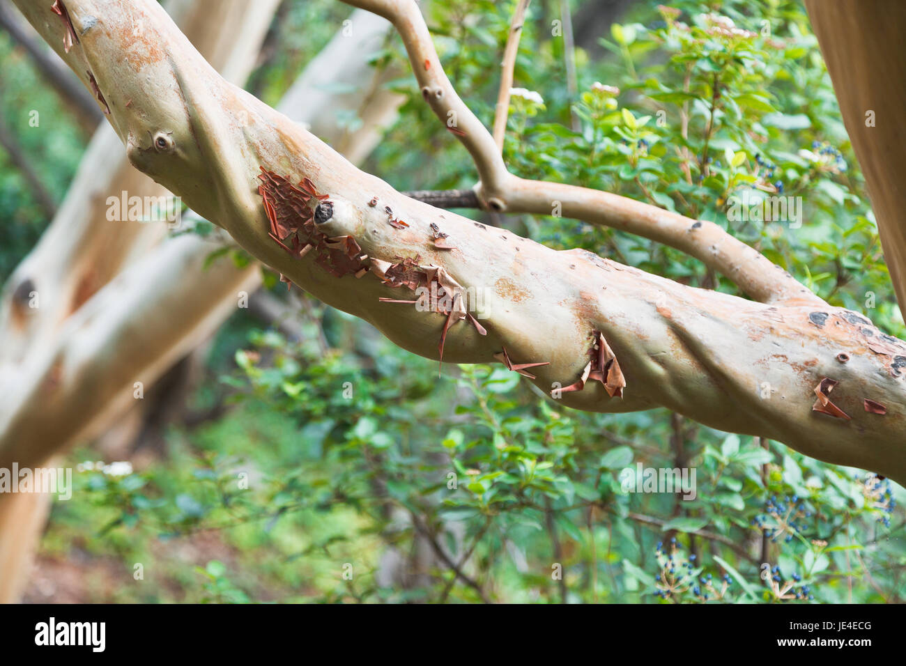 Trunk of arbutus tree with its peeling pink bark. View of Kziv