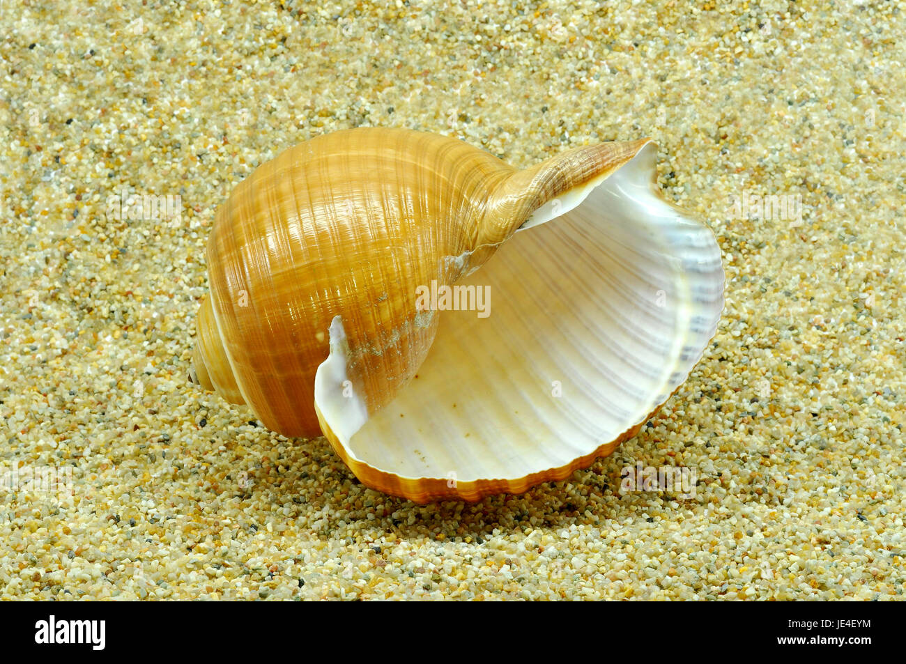Beautiful seashell in natural enviroment covered by water Stock Photo