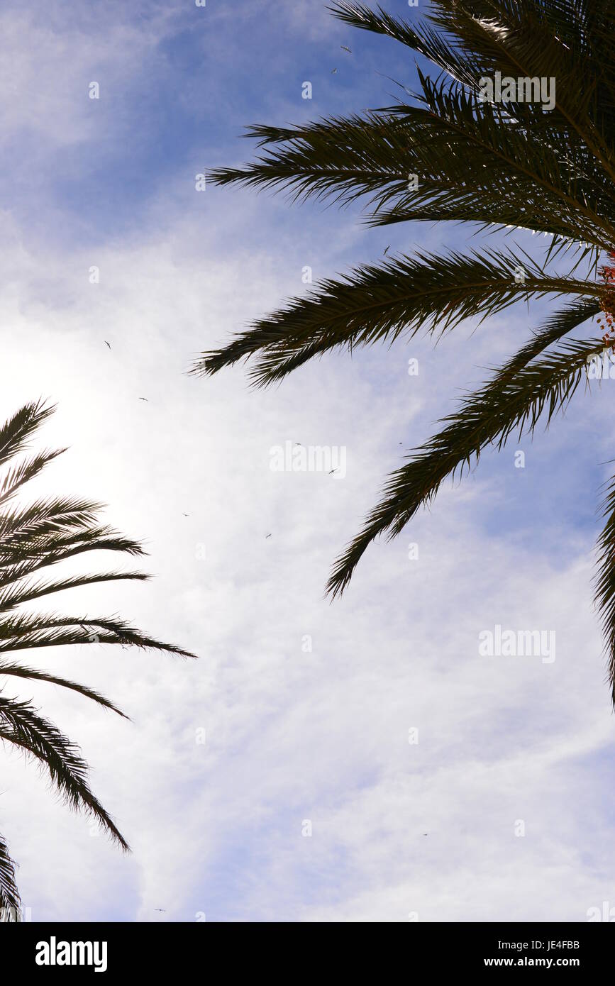 palms in mallorca - soller - spain - balearic Stock Photo