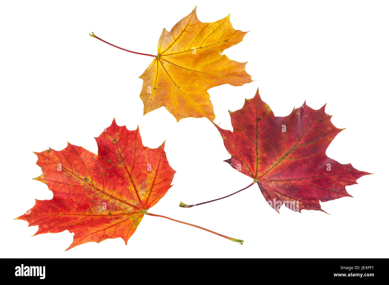 Colorful autumn maple leaves isolated on white background with clipping ...