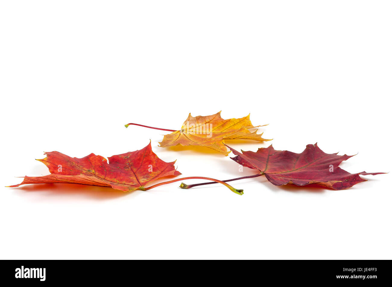 Colorful autumn maple leaves isolated on white background Stock Photo ...