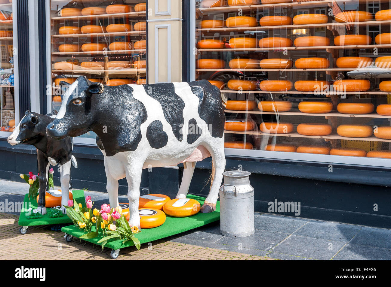 Schaufenster eines Käsegeschäftes in Holland mit zwei Kuhfiguren davor als Dekoration, Milchkanne und Käselaibern Stock Photo