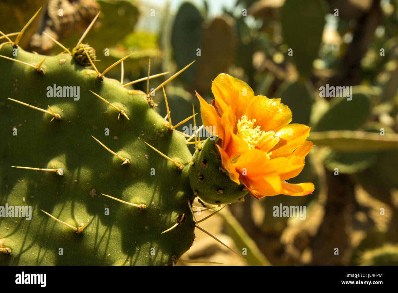 Colorful blooming claret cup cactus blossoms closeup Stock Photo