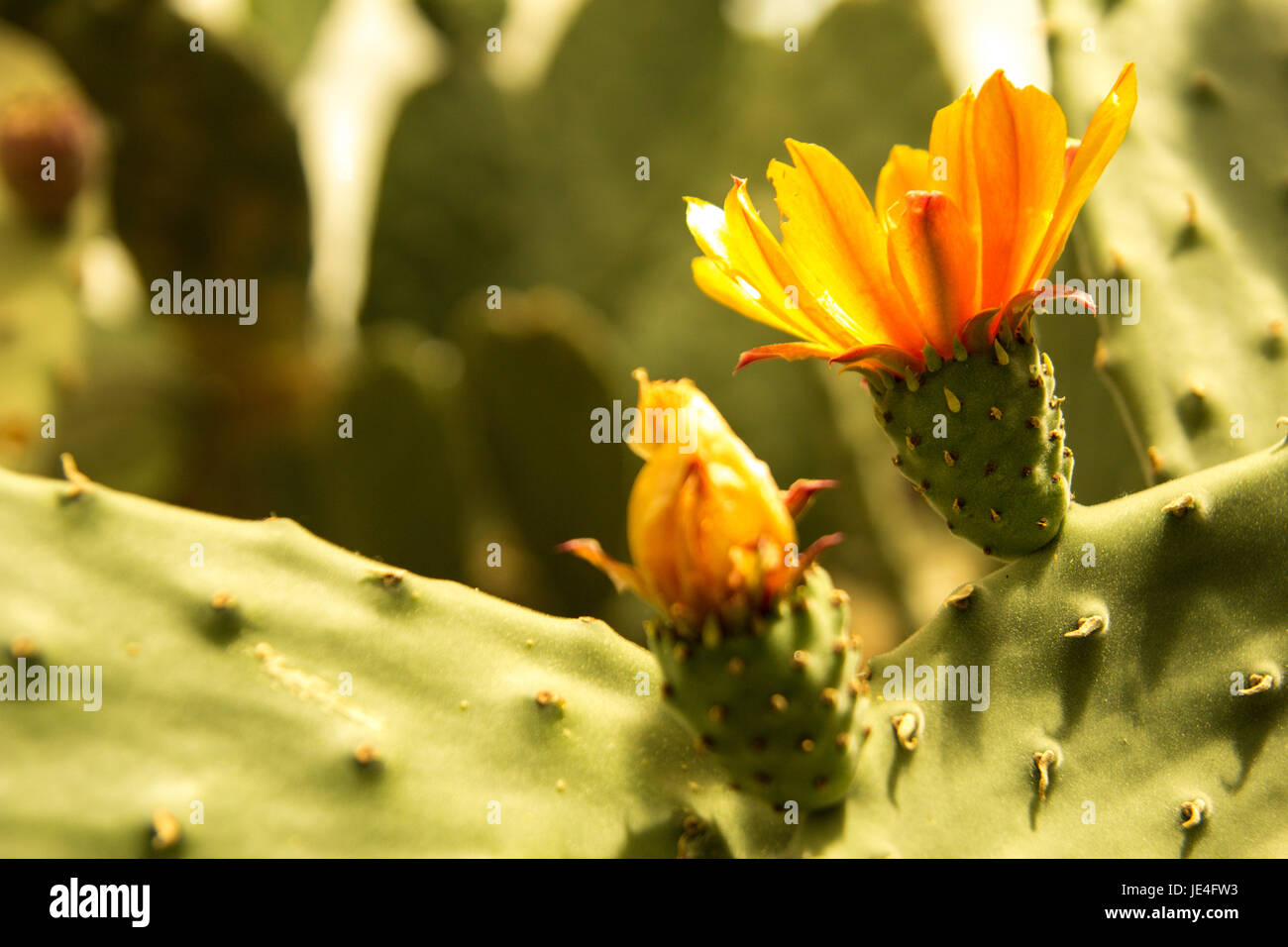 Colorful blooming claret cup cactus blossoms closeup Stock Photo