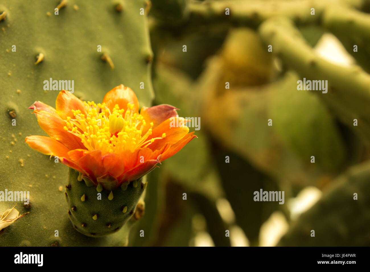 Colorful blooming claret cup cactus blossoms closeup Stock Photo