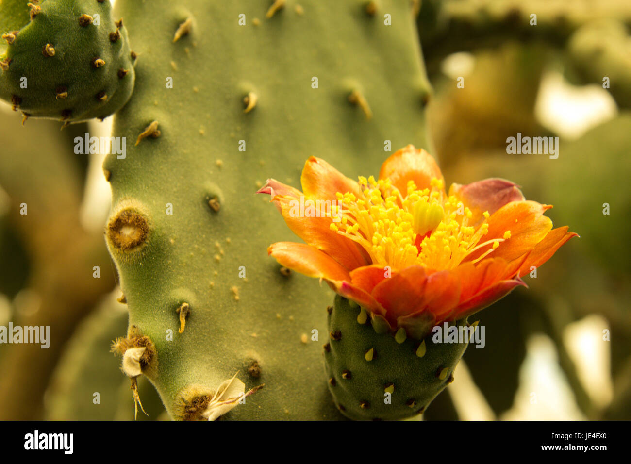 Colorful blooming claret cup cactus blossoms closeup Stock Photo