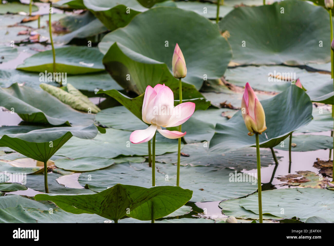 Pink lotus with flower and buds in a pond Stock Photo