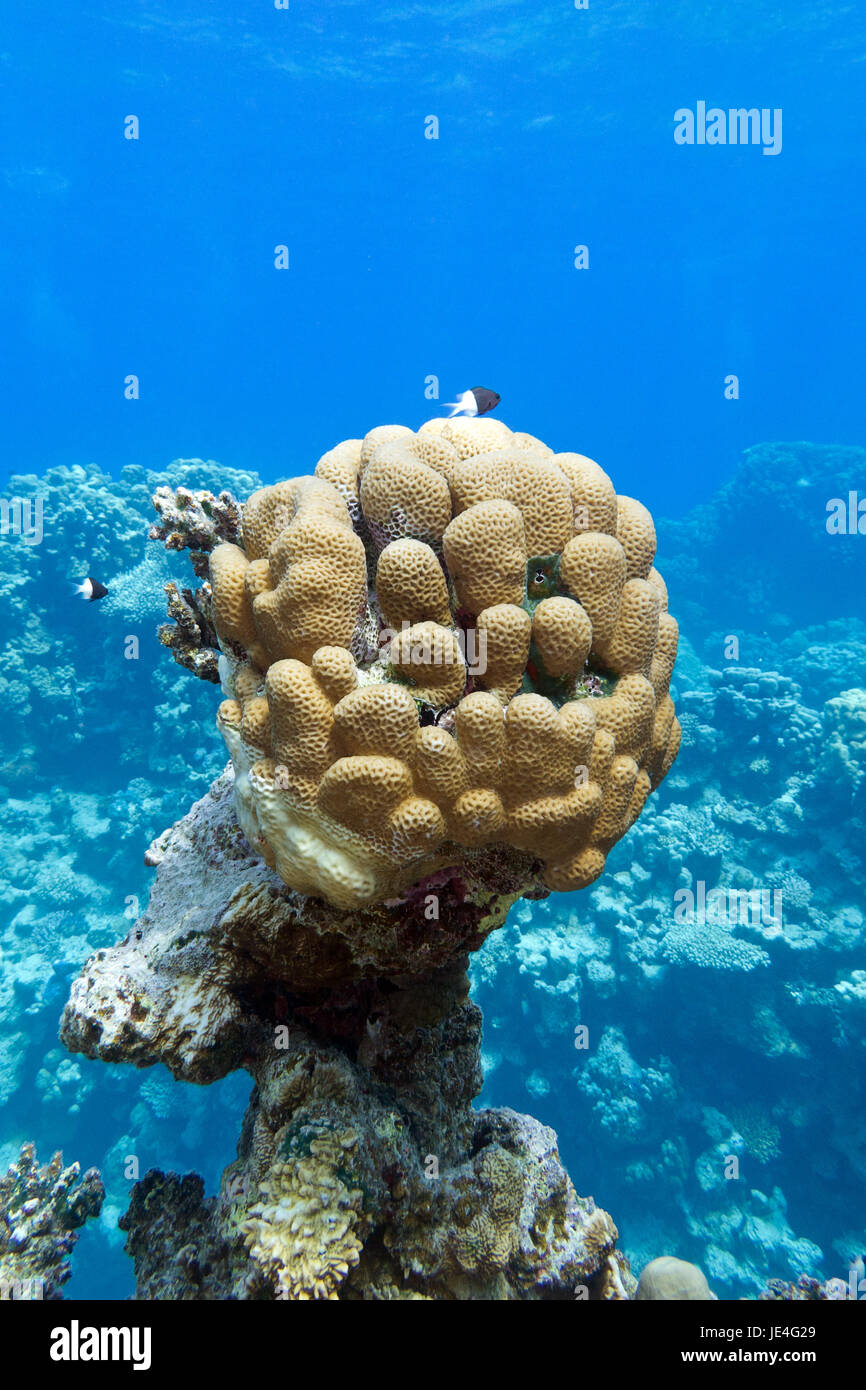 coral reef with great single honeycomb coral at the bottom of tropical sea on blue water background Stock Photo