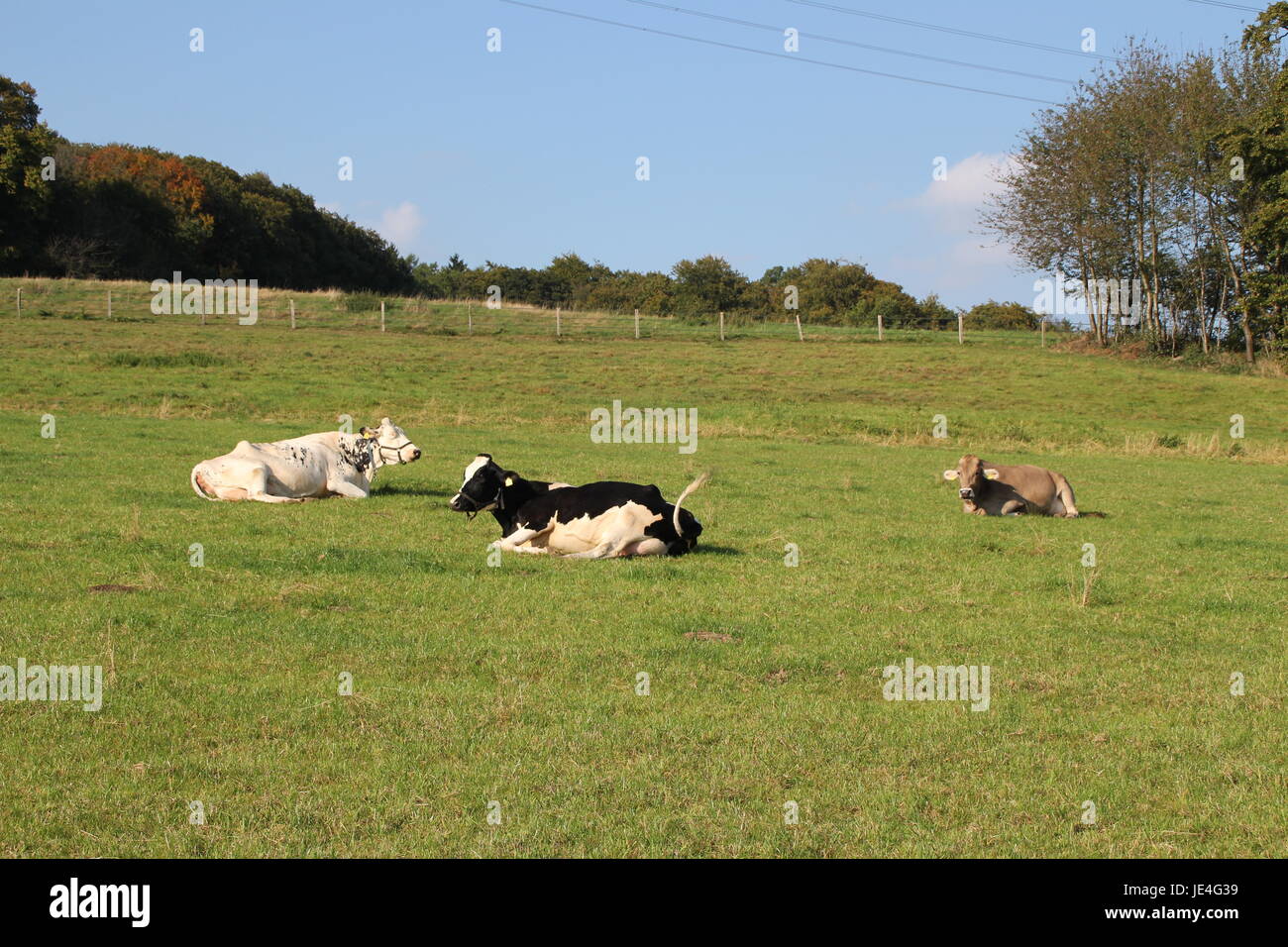 Different breeds of cows on a pasture stock photo alamy