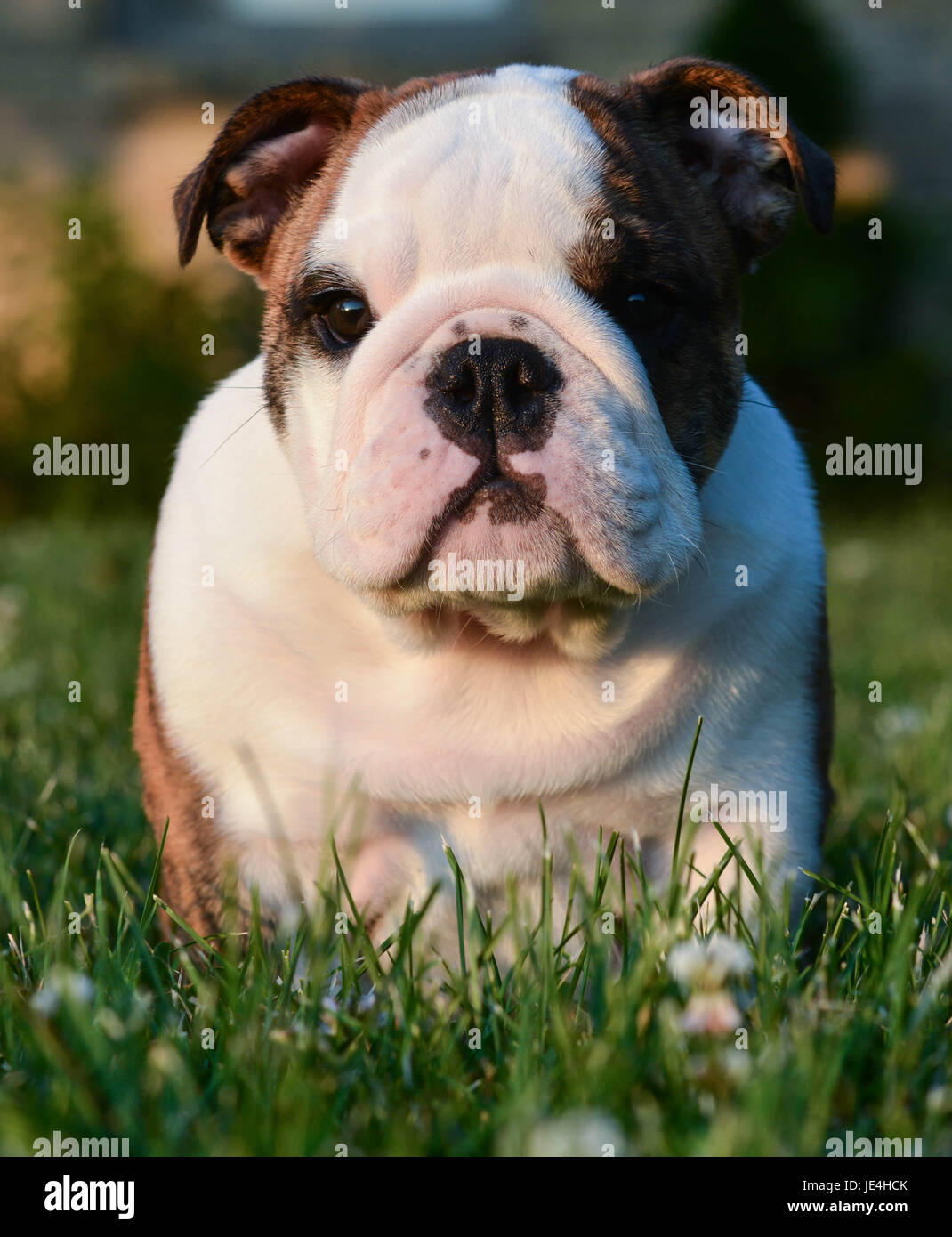 english bulldog puppy sitting in the grass Stock Photo