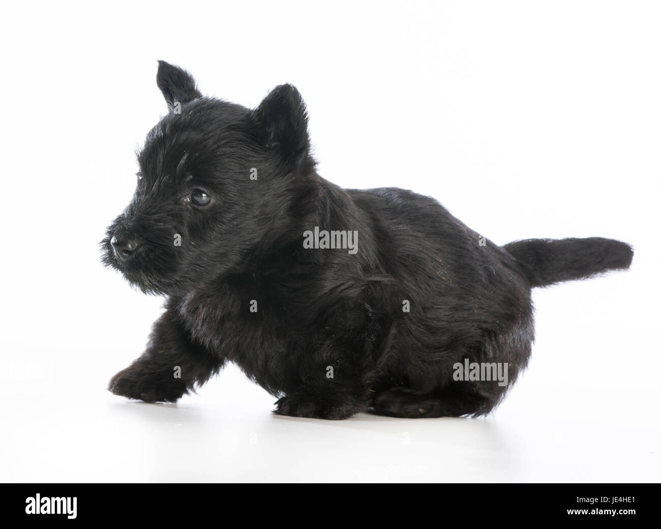 scottish terrier puppy  on white background - 6 weeks old Stock Photo