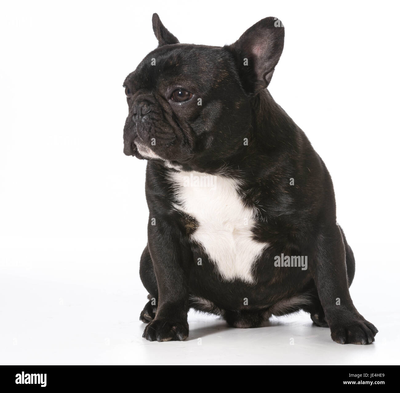 1 year old frenchie