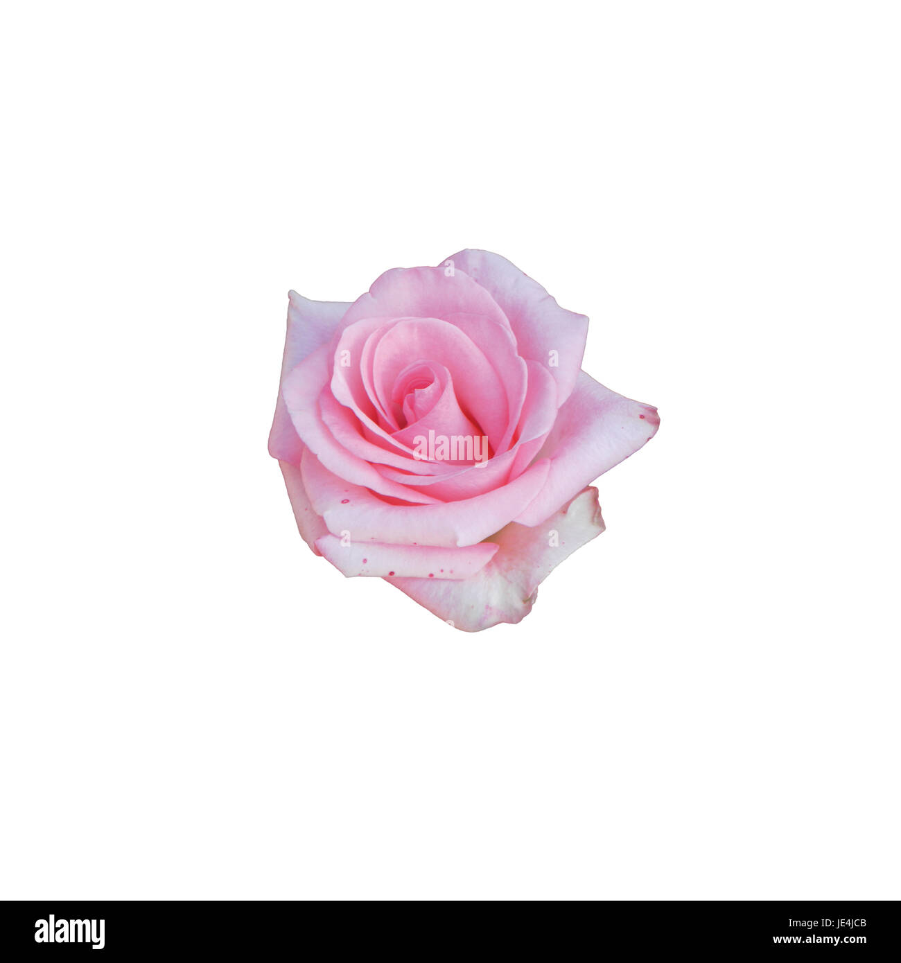 Pink rose isolated on white background Stock Photo - Alamy