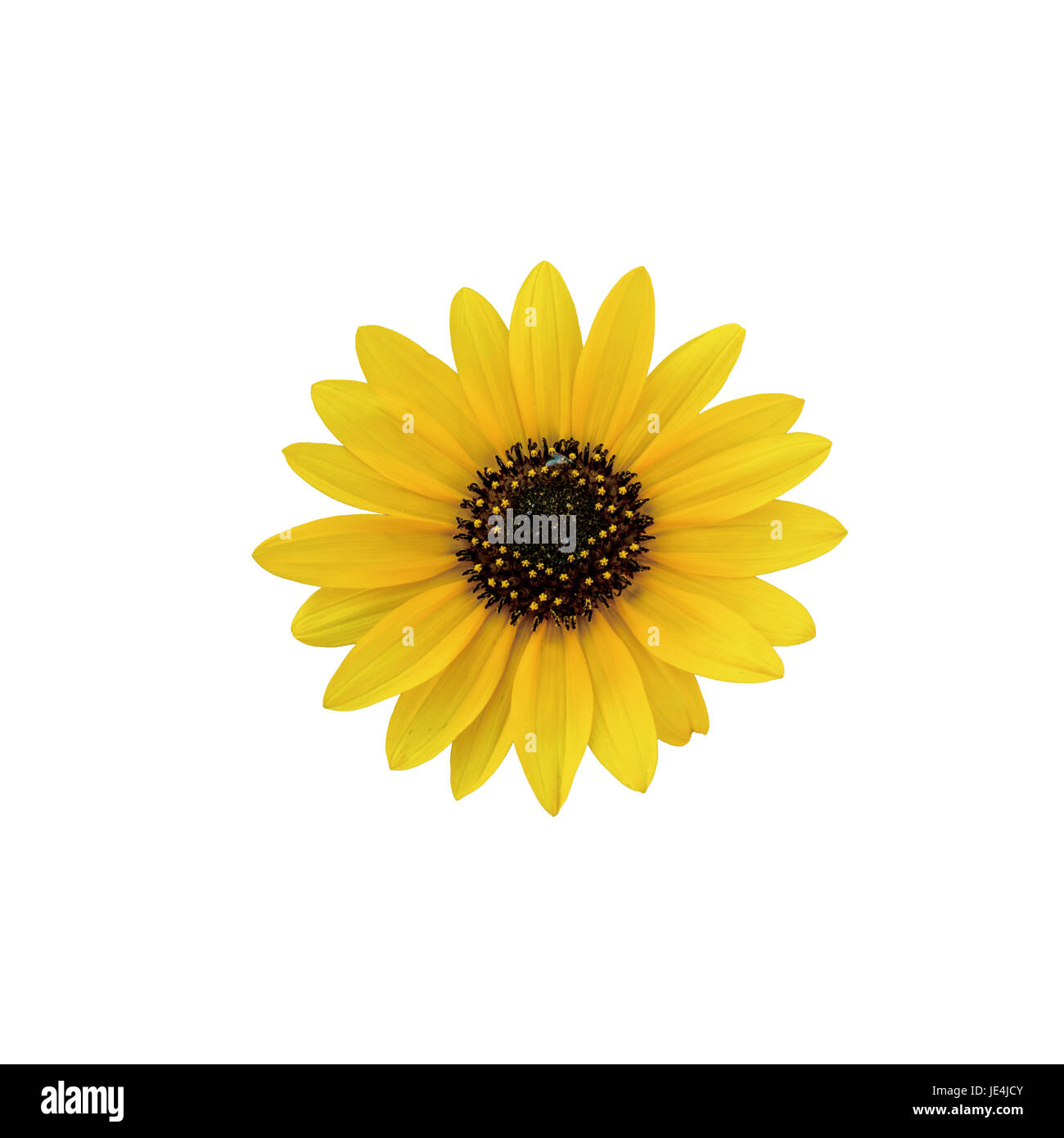 Beautiful single yellow sunflower isolated Cut Out Stock Images