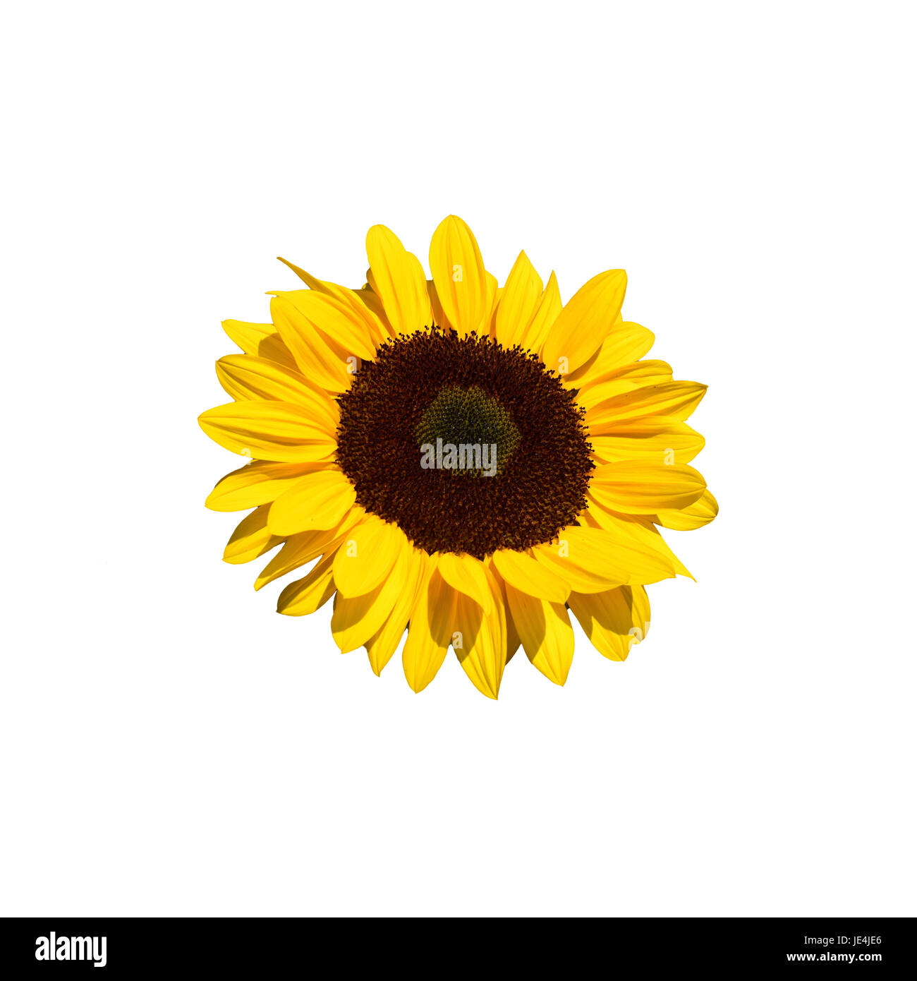 Sunflower close macro Cut Out Stock Images Pictures Alamy