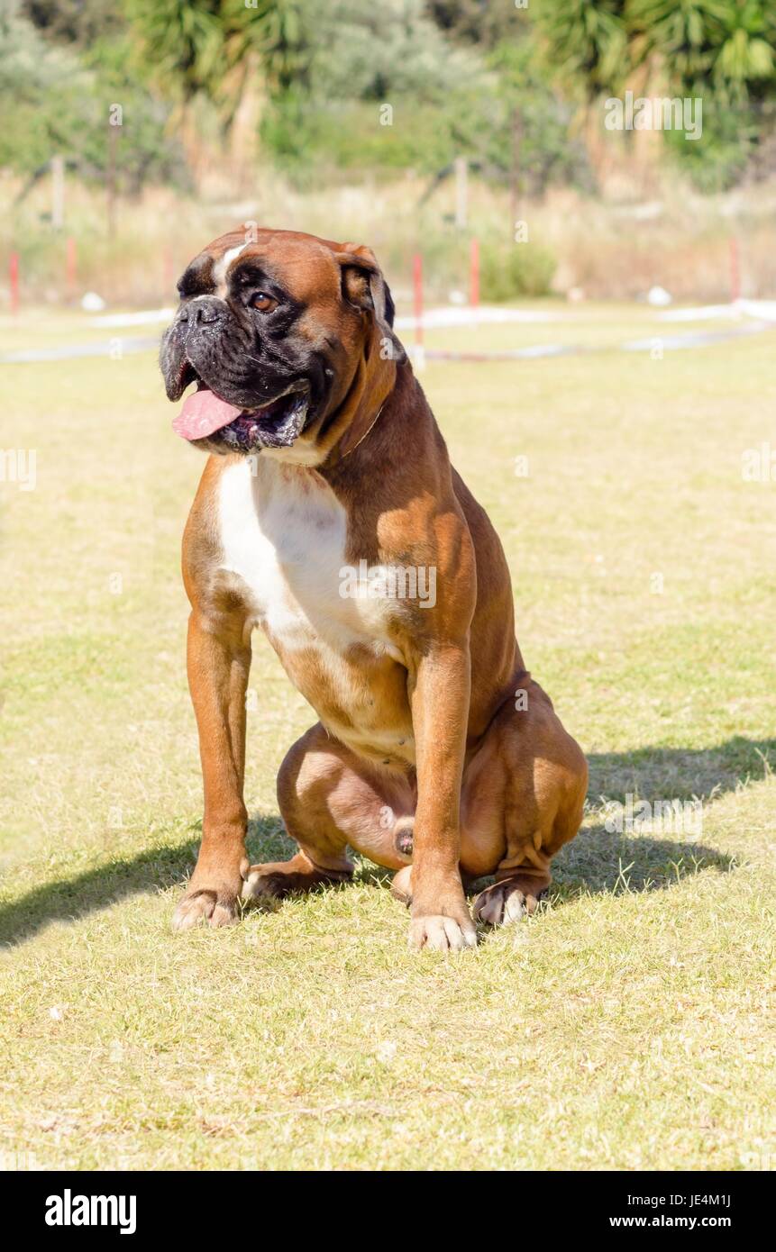 Boxer dog cropped ears hires stock photography and images Alamy