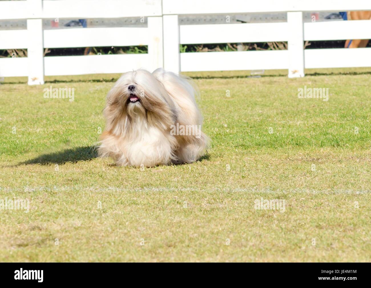 A portrait view of a small young light tan, fawn, beige, gray and white Lhasa Apso dog with a long silky coat running on the grass. The long haired, bearded Lasa dog has heavy straight long coat and is a companion dog. Stock Photo