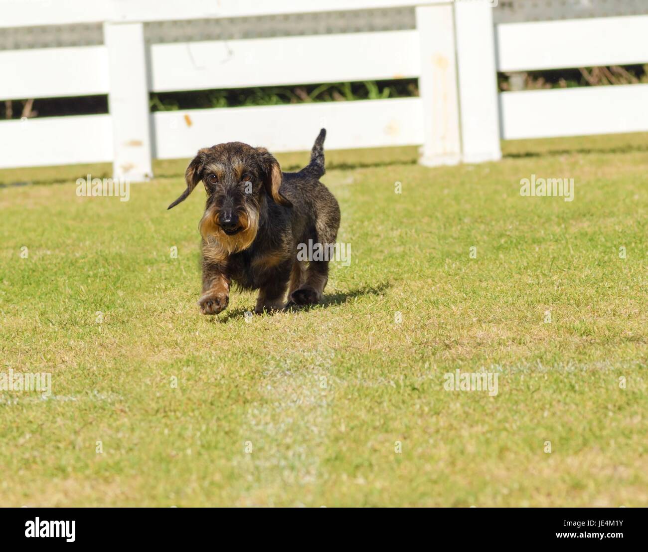 A young beautiful dapple black and tan Wirehaired Dachshund walking on the grass. The little hotdog dog is distinctive for being short legged with a long body, pointy nose and narrow build. Stock Photo