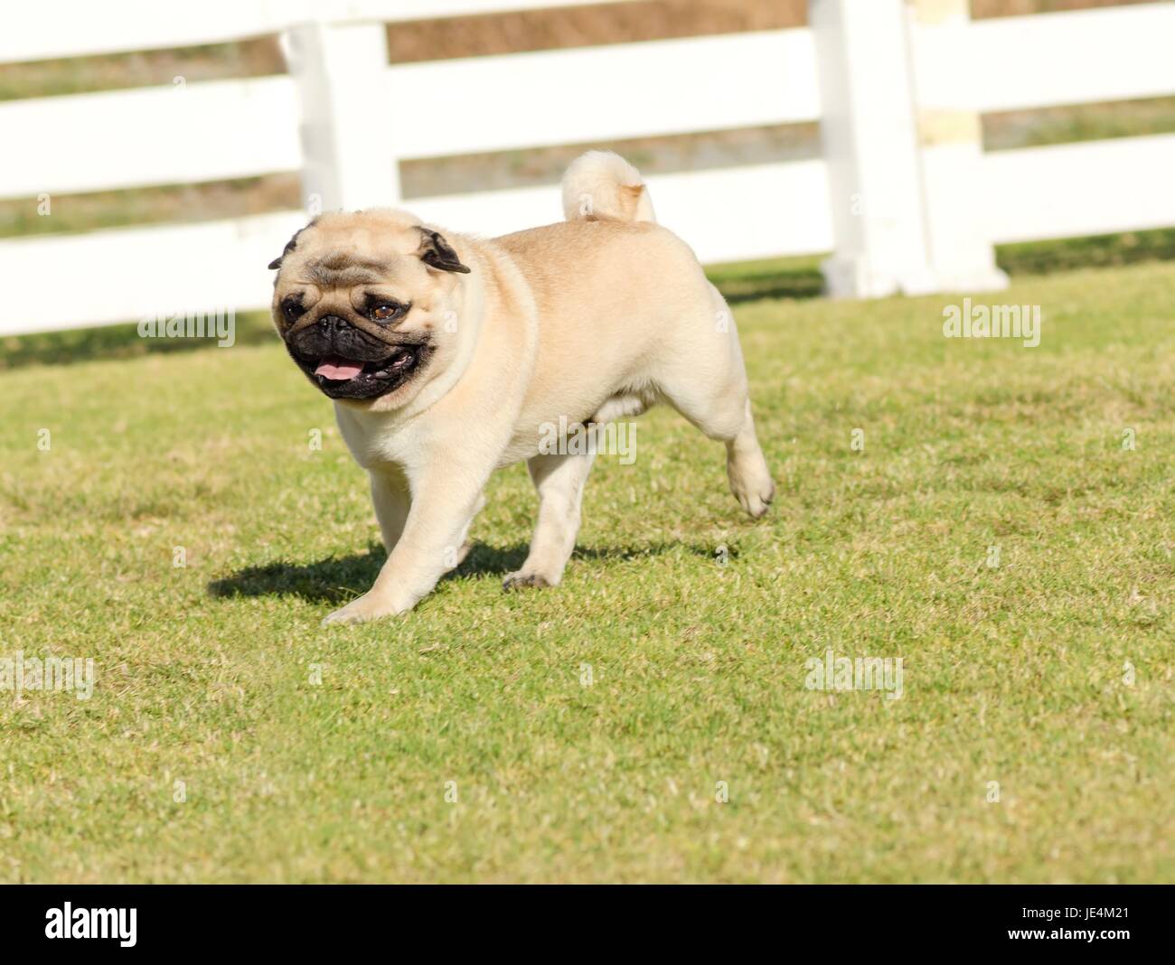 A small, young, beautiful, fawn Pug with a wrinkly short muzzled face running on the lawn looking playful and cheerful. The chinese pug is a happy dog with deep wrinkles, round head and curled tail over the back. Stock Photo